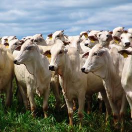 Estratégias de longo prazo da indústria da carne: entenda os objetivos e metas  
